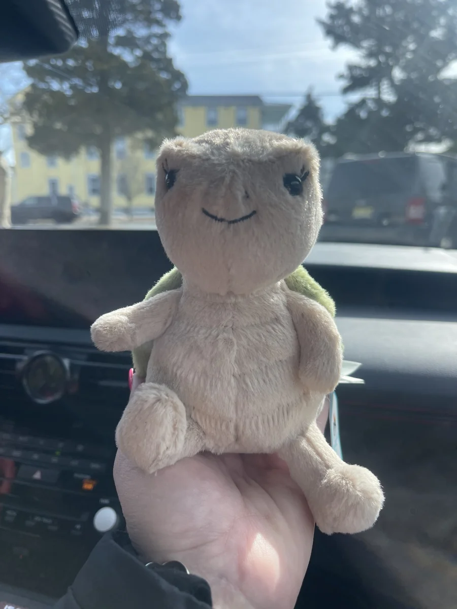 Front - Thimble Turtle photo by Jellyjess88