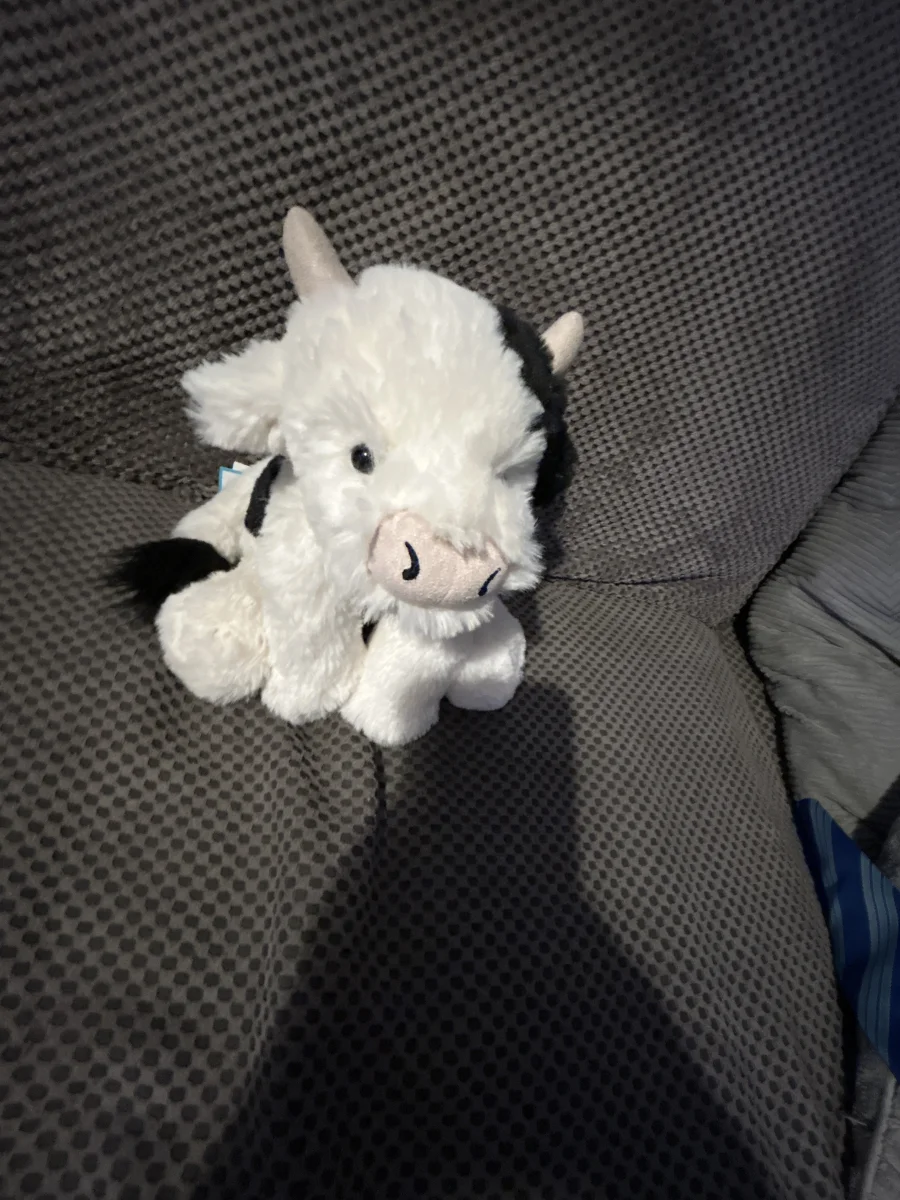 Front - Smudge Cow photo by Avahasduck