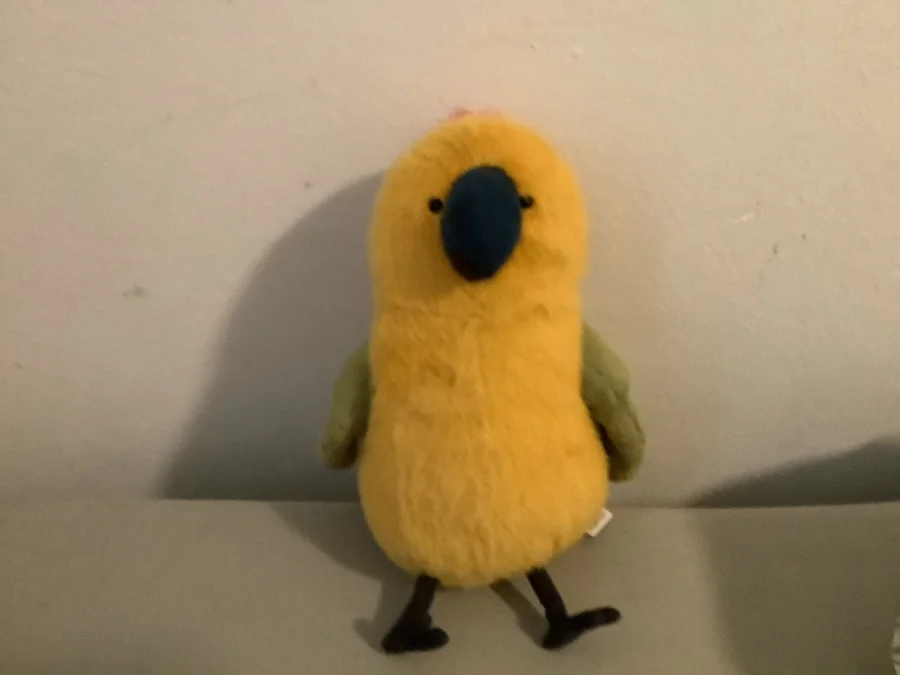 Front - Budgeby Parrot photo by Jellycat_lover0