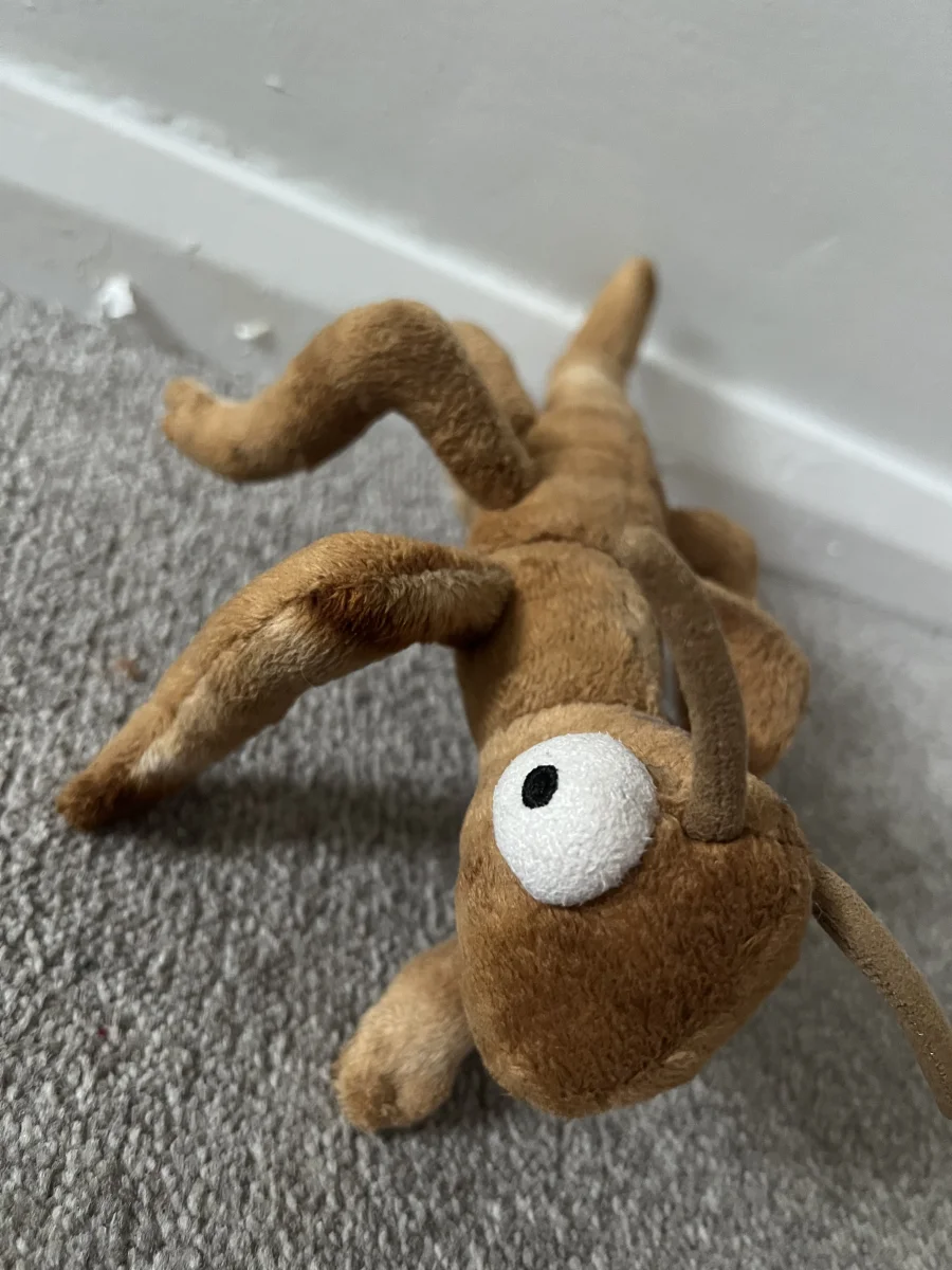 Front - Stanley Stick Insect photo by Axel
