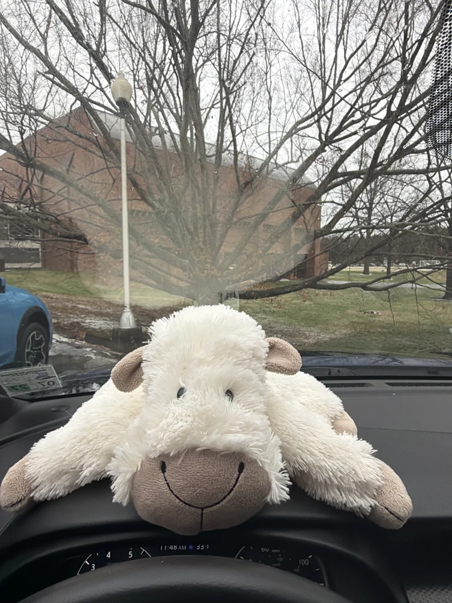 Front - Truffles Sheep photo by katsjellies