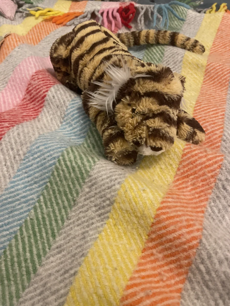 Front - Taylor Tiger photo by Merexx
