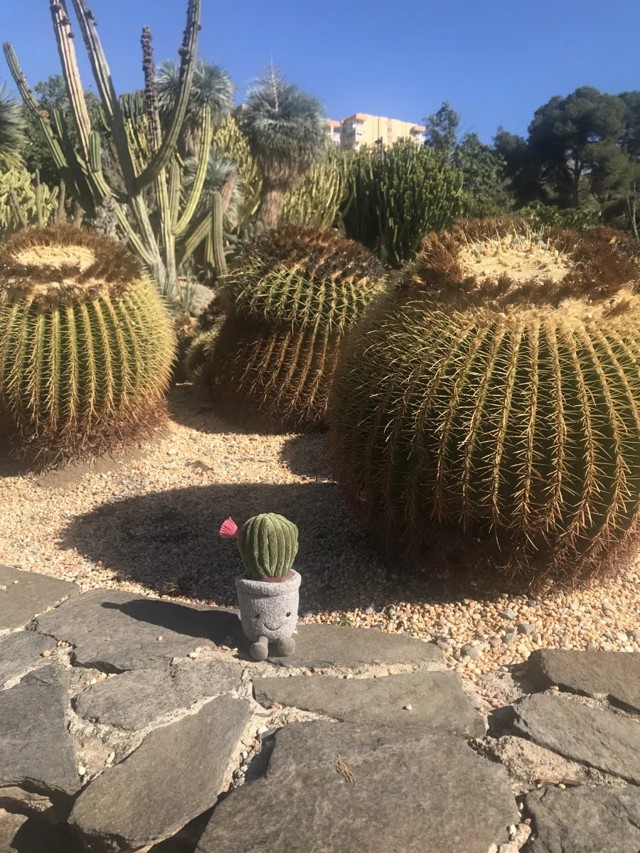 Front - Silly Succulent Barrel Cactus photo by Jellyna