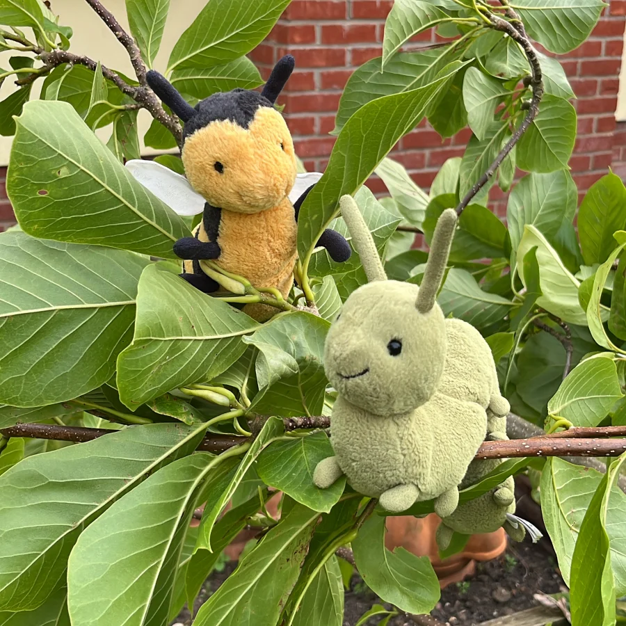 Lifestyle - Wriggidig Caterpillar photo by Amused