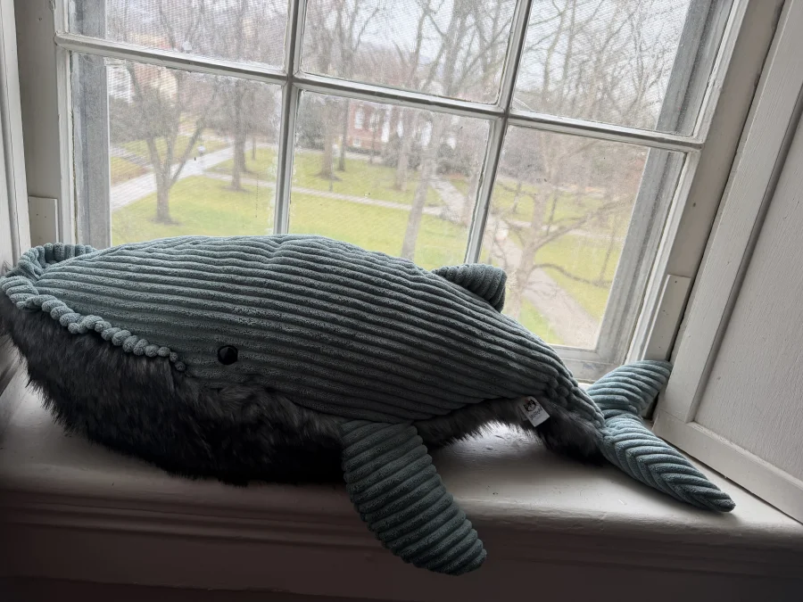 Front - Wiley Whale photo by katsjellies