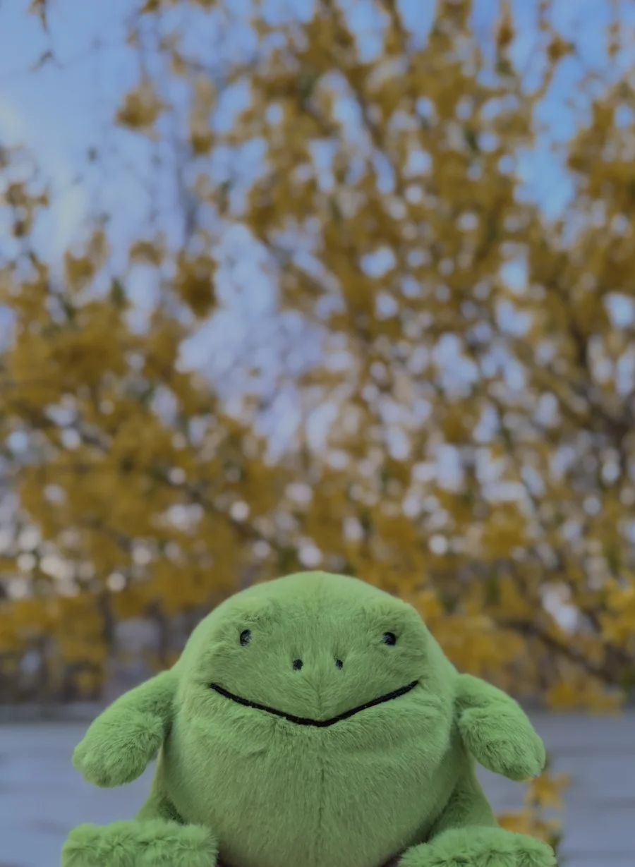 Front - Ricky Rain Frog Smiling photo by kaleighsjellies