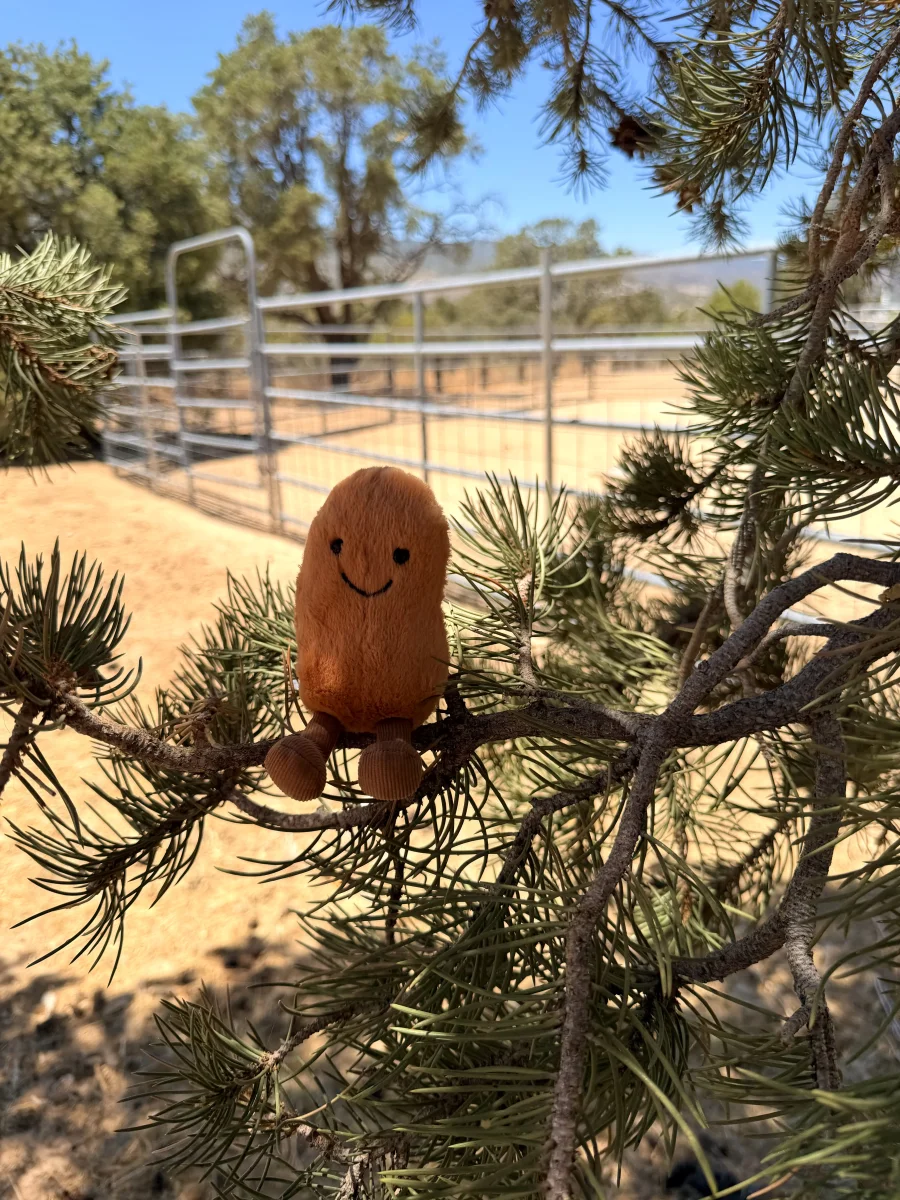 Lifestyle - Amuseables Bean photo by jellycatangel