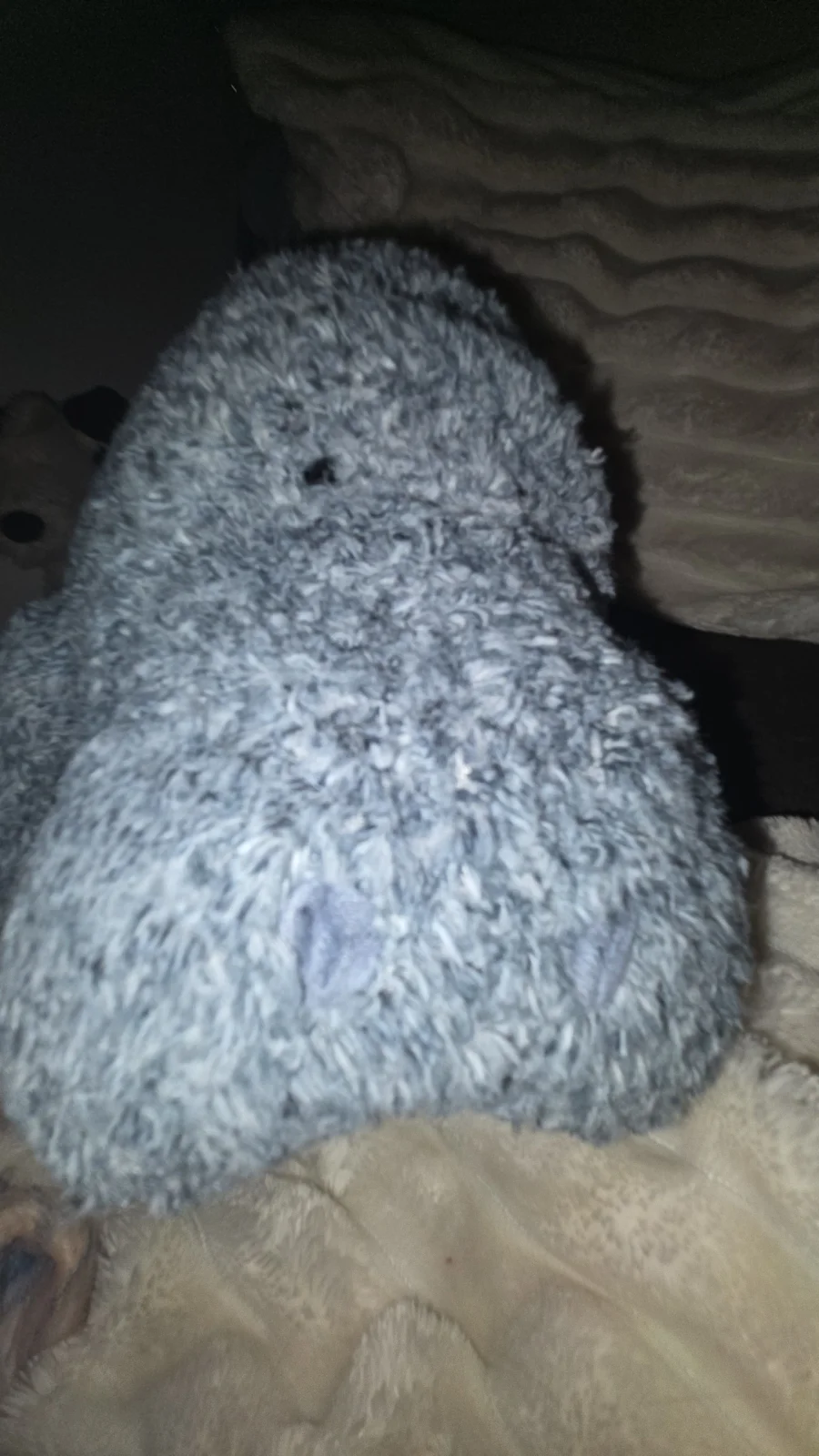 Front - Maffles Manatee photo by Jellylover24