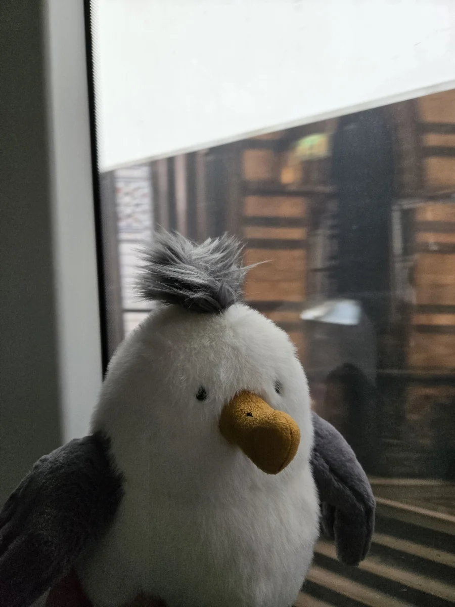 Front - Chip Seagull photo by Heymay