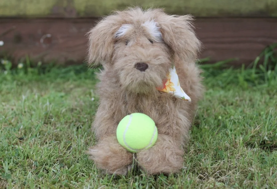 Front - Scruffles Rescue Dog photo by lottyslittlejoys