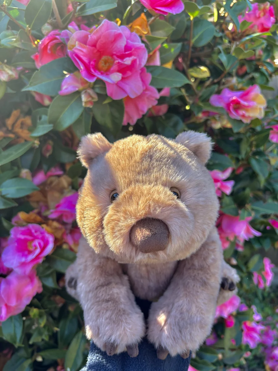 Front - Wonda Wombat photo by scarlettsjellies