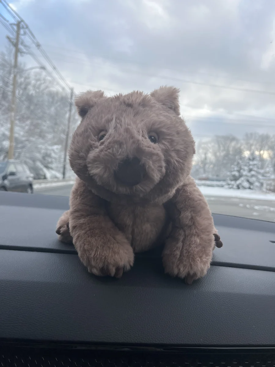 Front - Wonda Wombat photo by Emilyy_is_jellyy