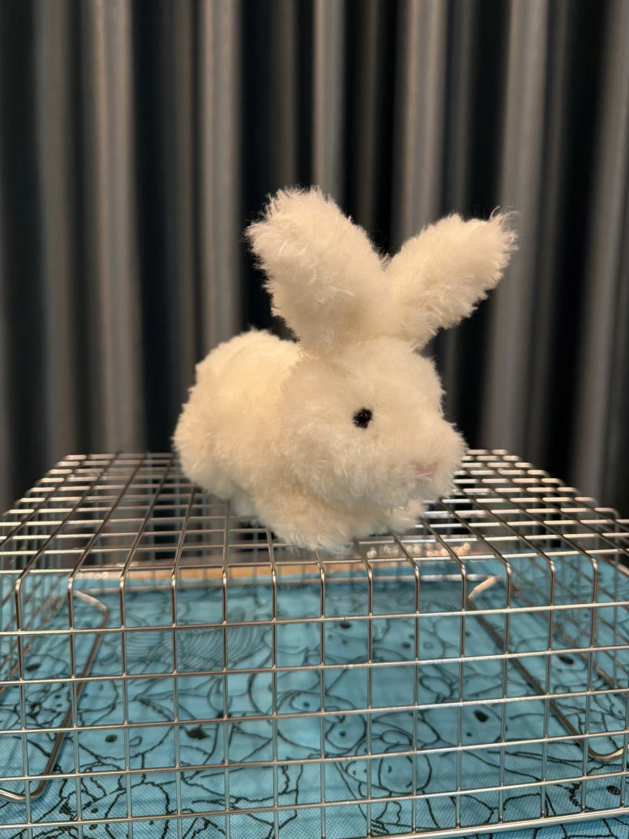 Side - Hoppity Bunny Cream photo by BunnyBPatt