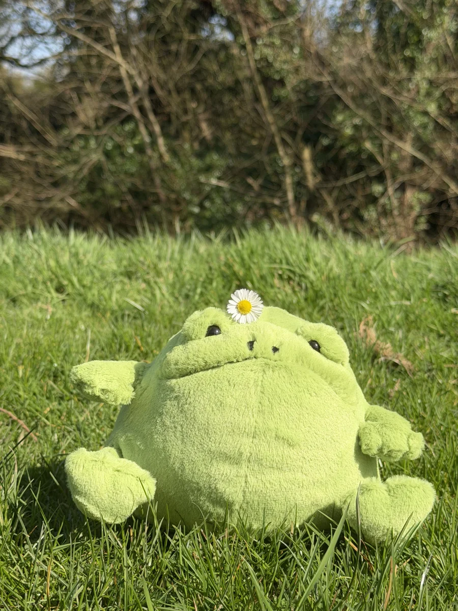 Lifestyle - Ricky Rain Frog photo by Louisa21