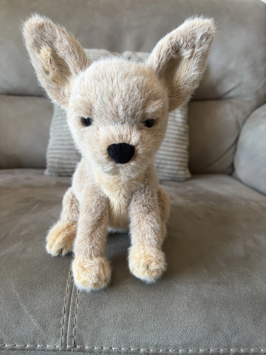 Front - Yapsby Chihuahua photo by Seni113