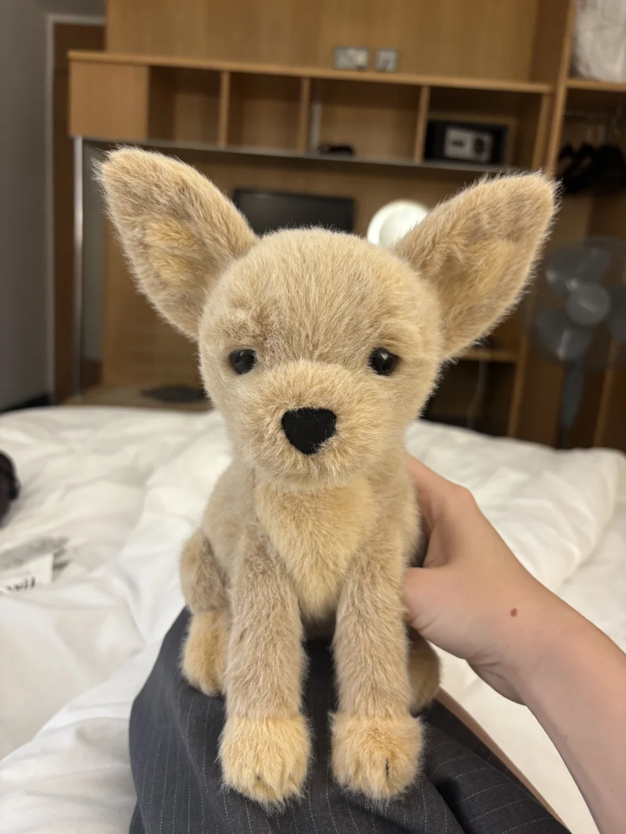 Front - Yapsby Chihuahua photo by monki123