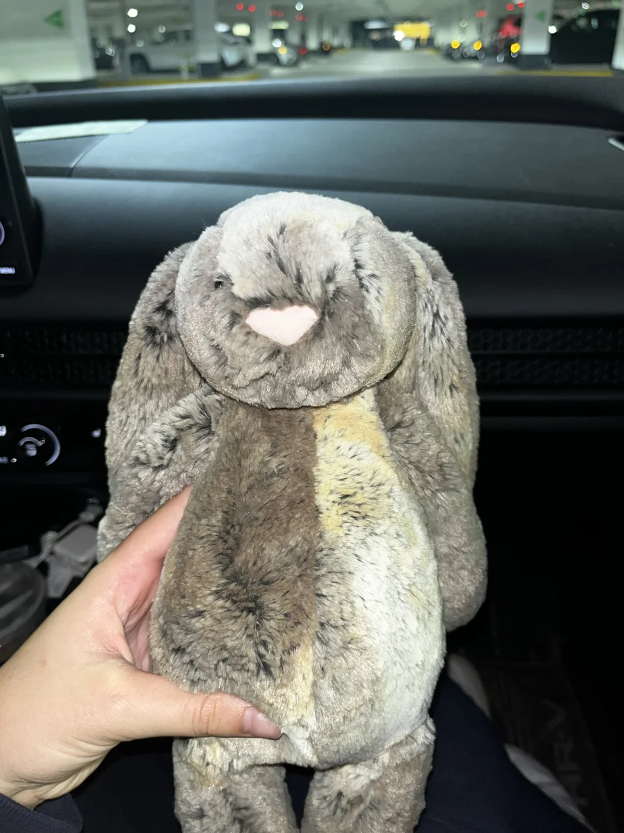 Front - Bashful Cottontail Bunny - Medium photo by miapileggi