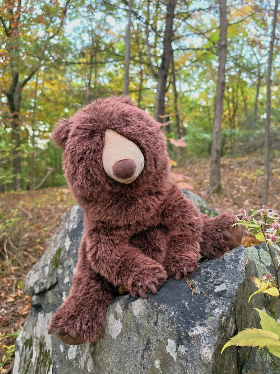 Front - Bizzlestomp Bear photo by jellybeansjellycats