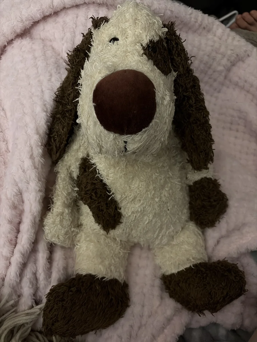 Front - Rollo Mutt - Medium photo by jenniferskater3