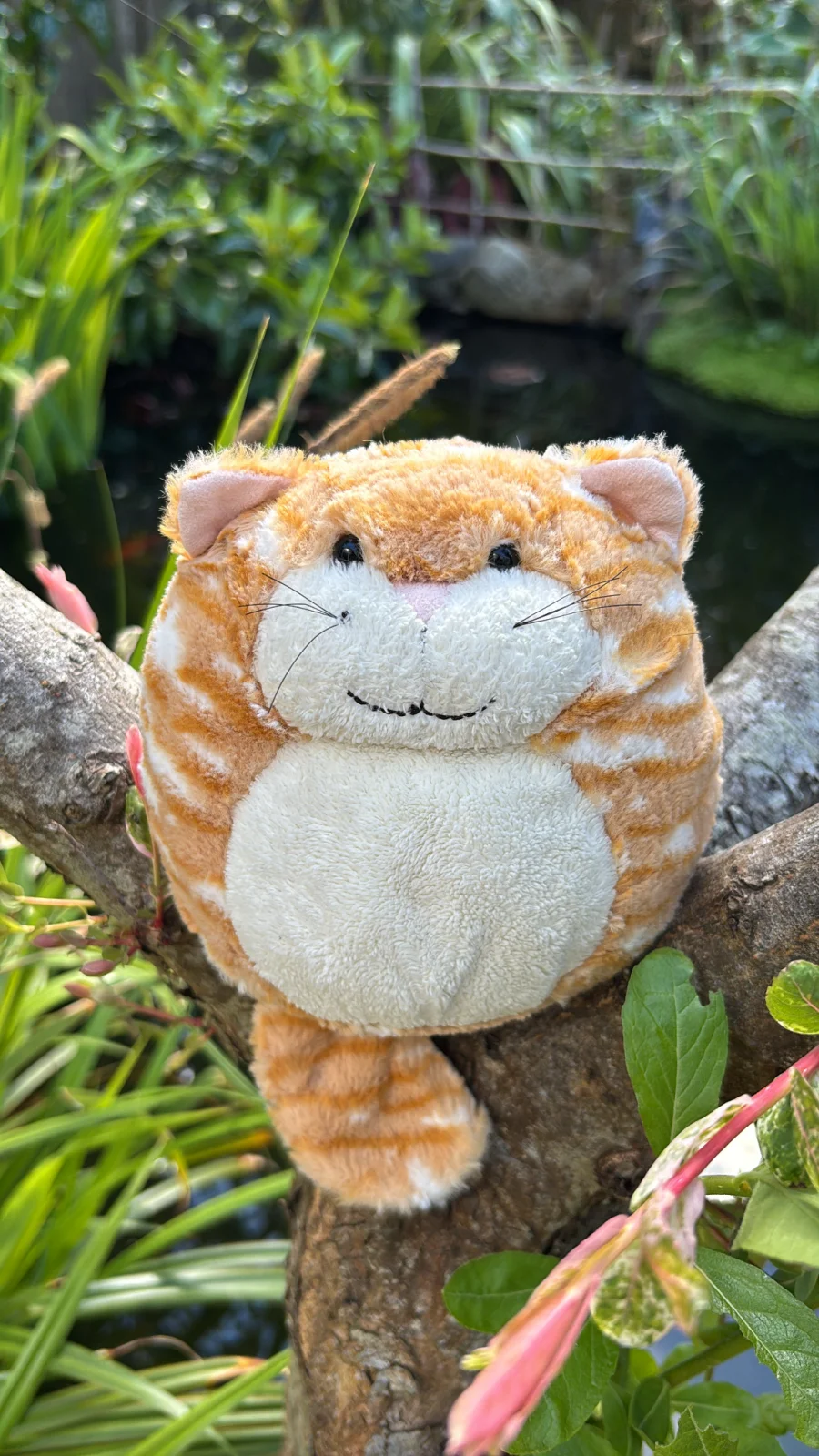 Front - Furball Kitty - Medium photo by Jelly_Journey