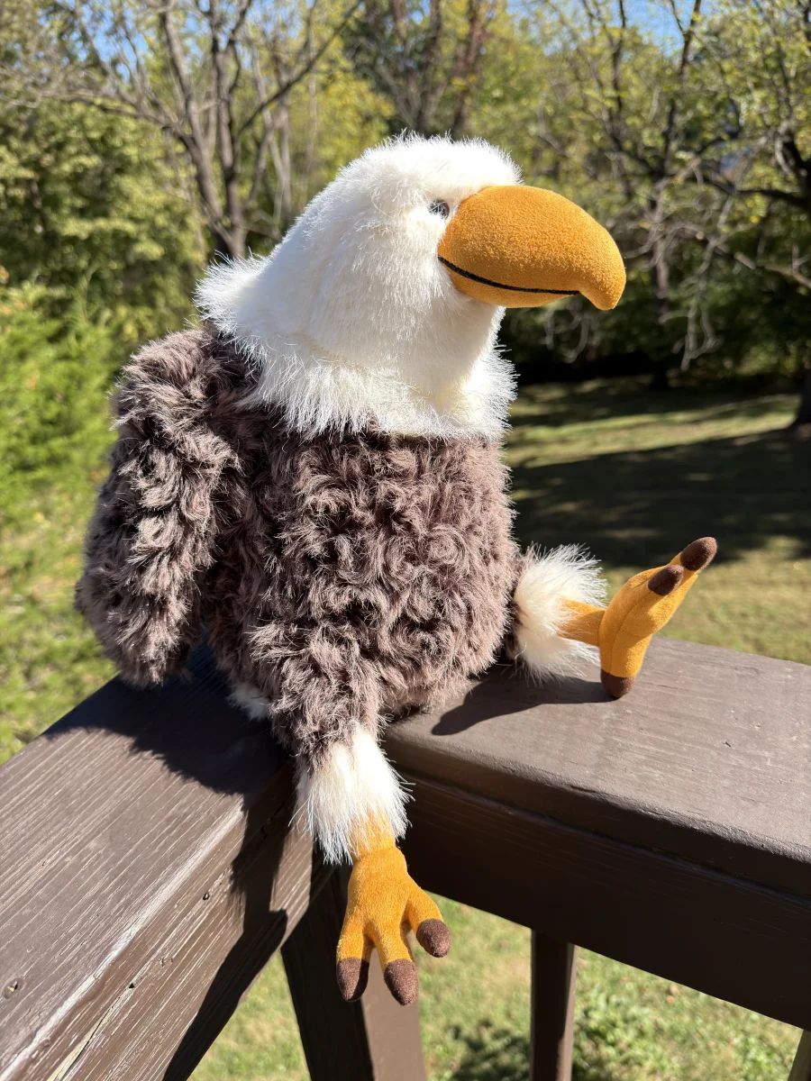 Side - Algernon Eagle 🇺🇸 photo by Saltedcoffee