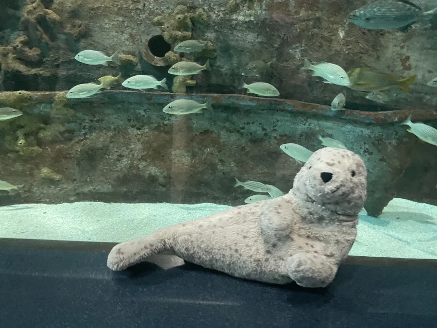 Front - Sigmund Seal photo by sealutations