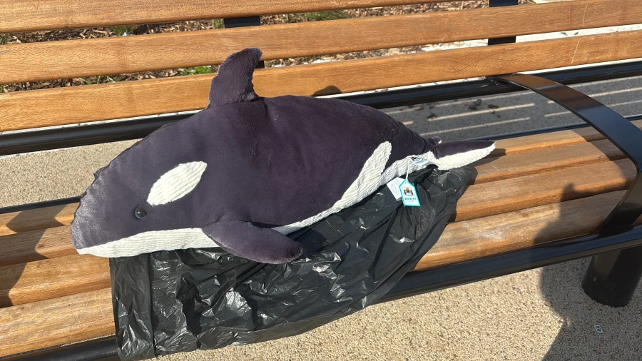 Side - Ollivander the Orca photo by WelshSwiftie