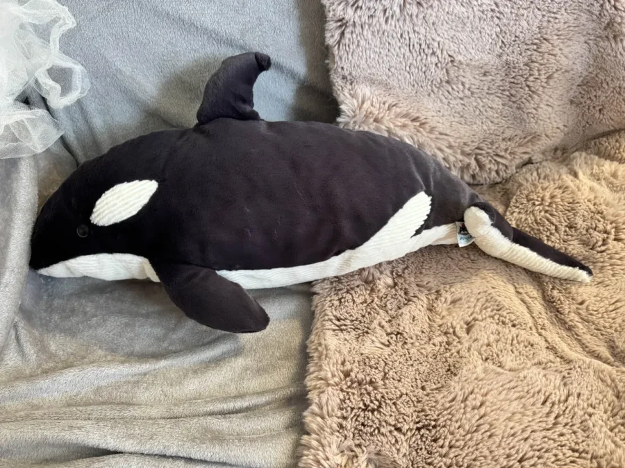 Side - Ollivander the Orca photo by haus_ofholbein