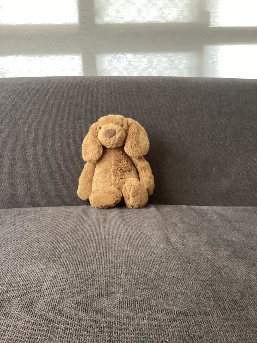 Front - Bashful Toffee Puppy - Medium photo by Lacey67