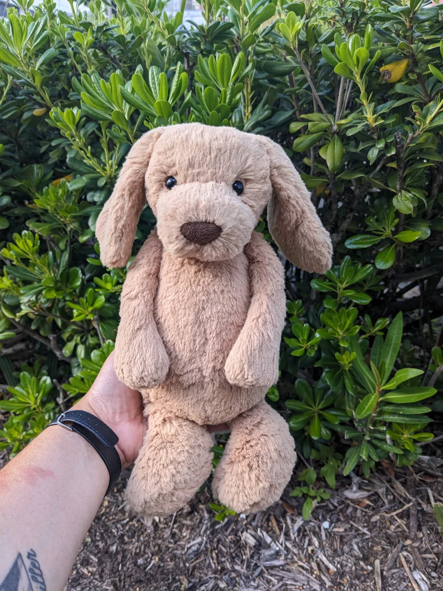 Front - Bashful Toffee Puppy - Medium photo by Snailcakes097