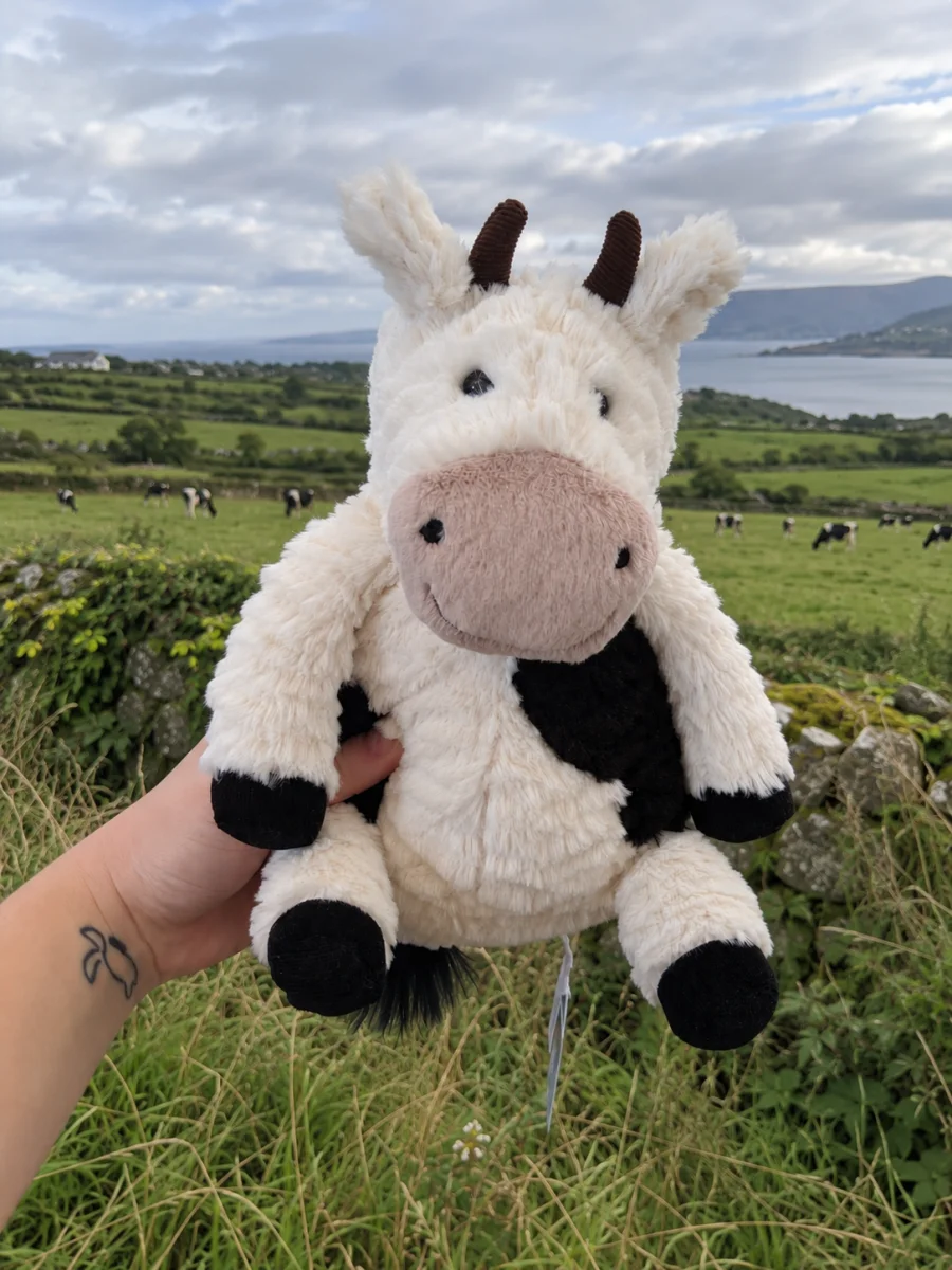 Front - Mooliet Cow photo by miap20