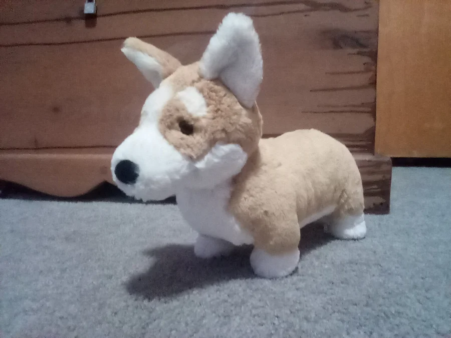 Lifestyle - Betty Corgi photo by Ava9Jelly