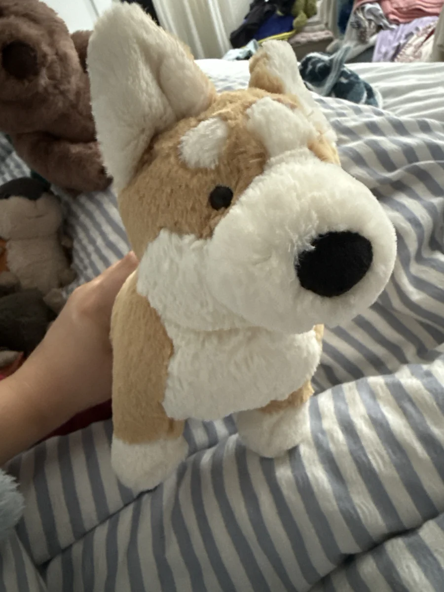Front - Betty Corgi photo by paigev2005