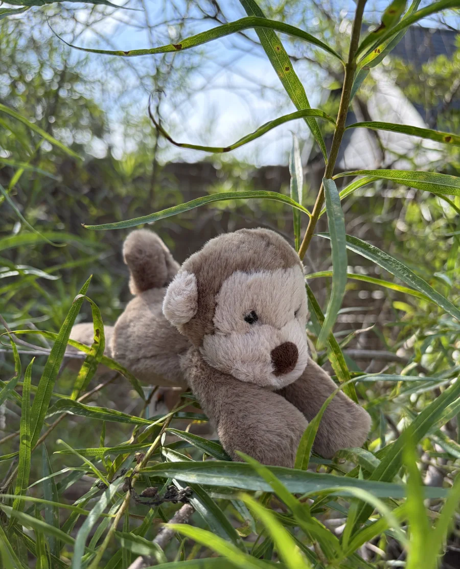 Front - Smudge Monkey - Tiny photo by AmberrGolden