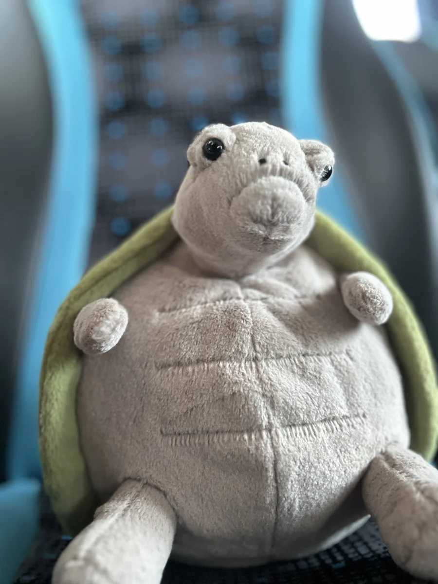 Front - Timmy Turtle photo by Mads_