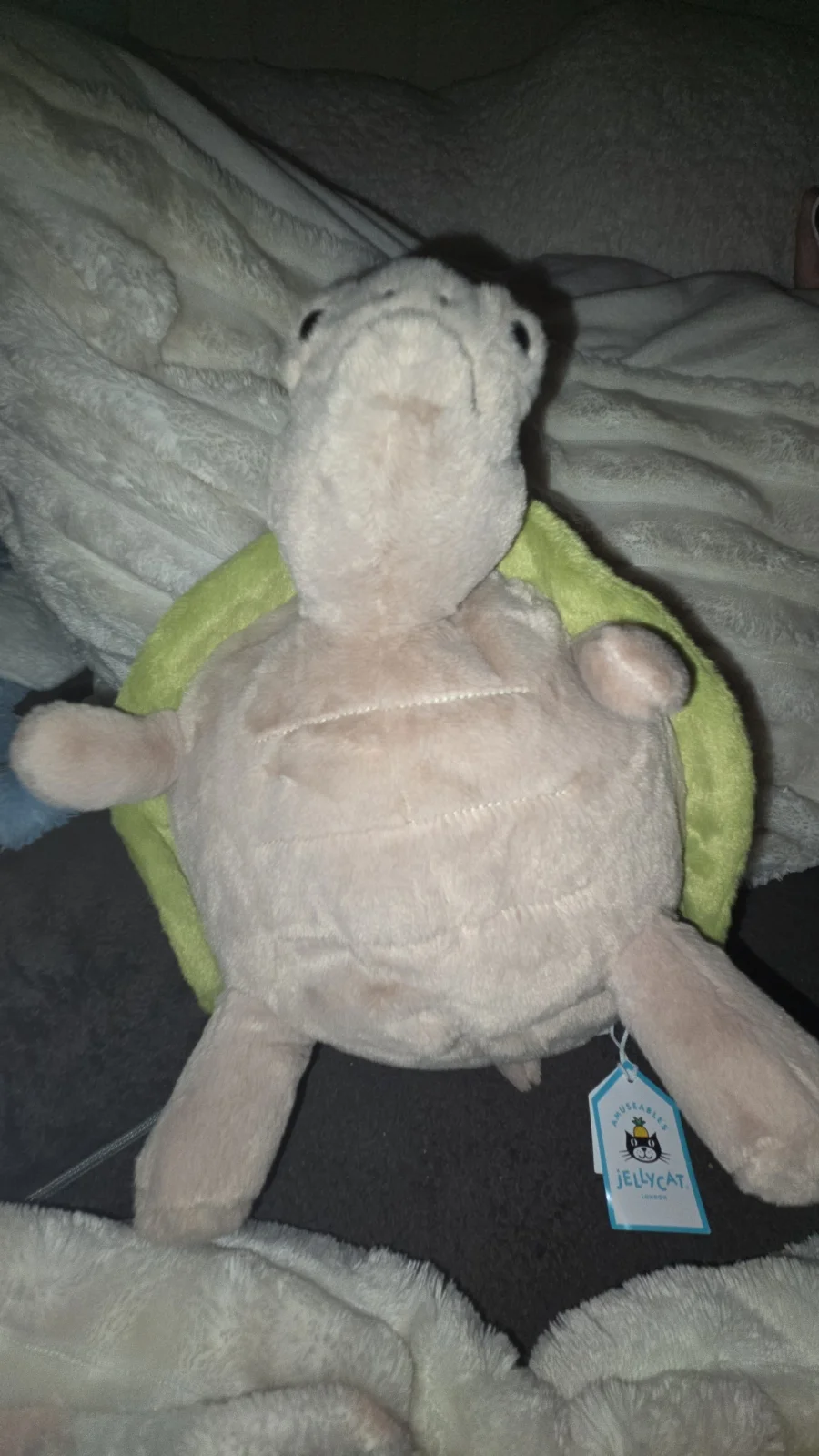 Front - Timmy Turtle photo by Jellylover24