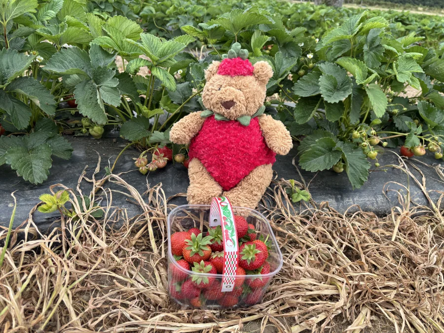 Lifestyle - Bartholomew Bear Strawberry photo by PixieAztechia