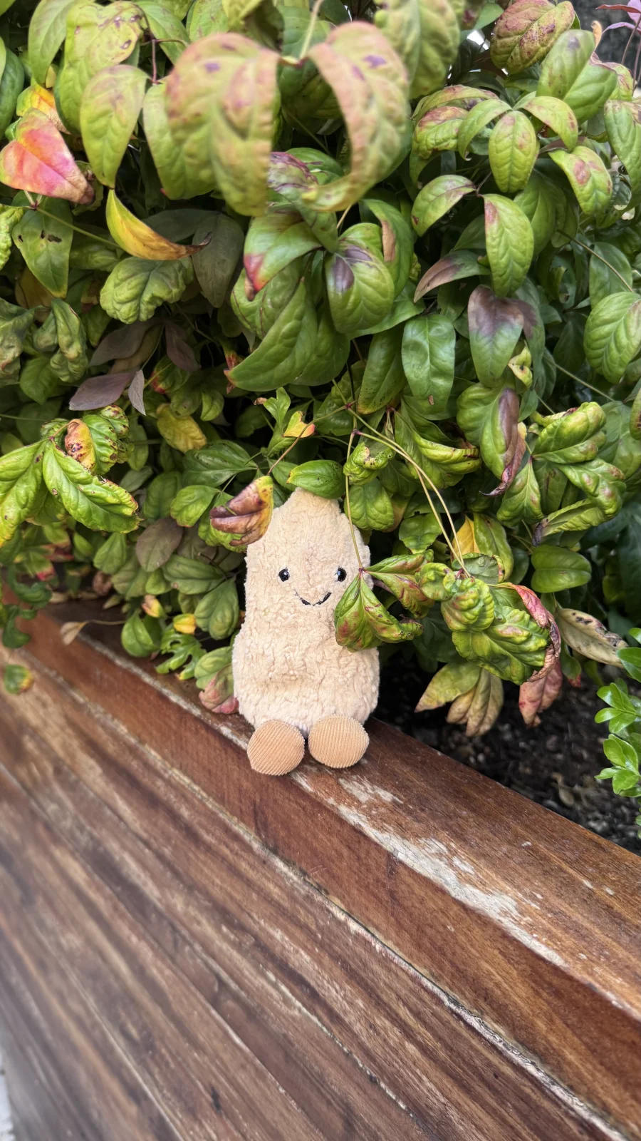 Lifestyle - Amuseables Peanut photo by Sophie_jellylover