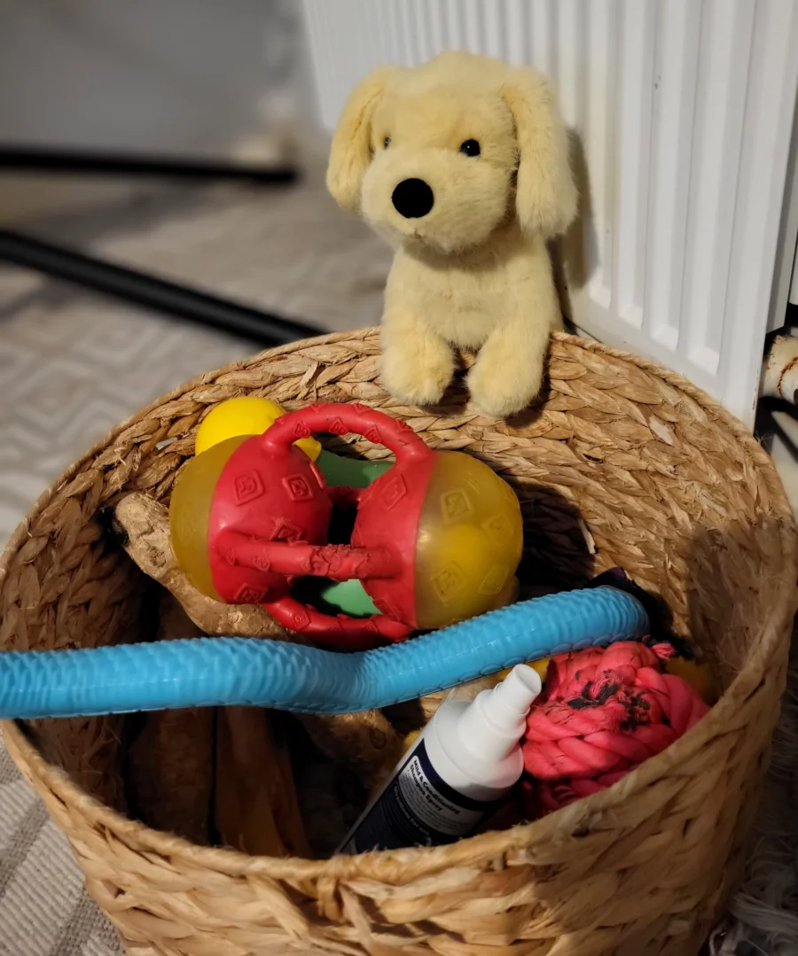 Front - Golden Puppy photo by Lowri