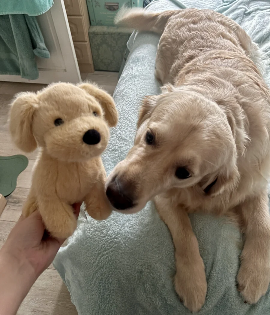 Front - Golden Puppy photo by KristaJ21