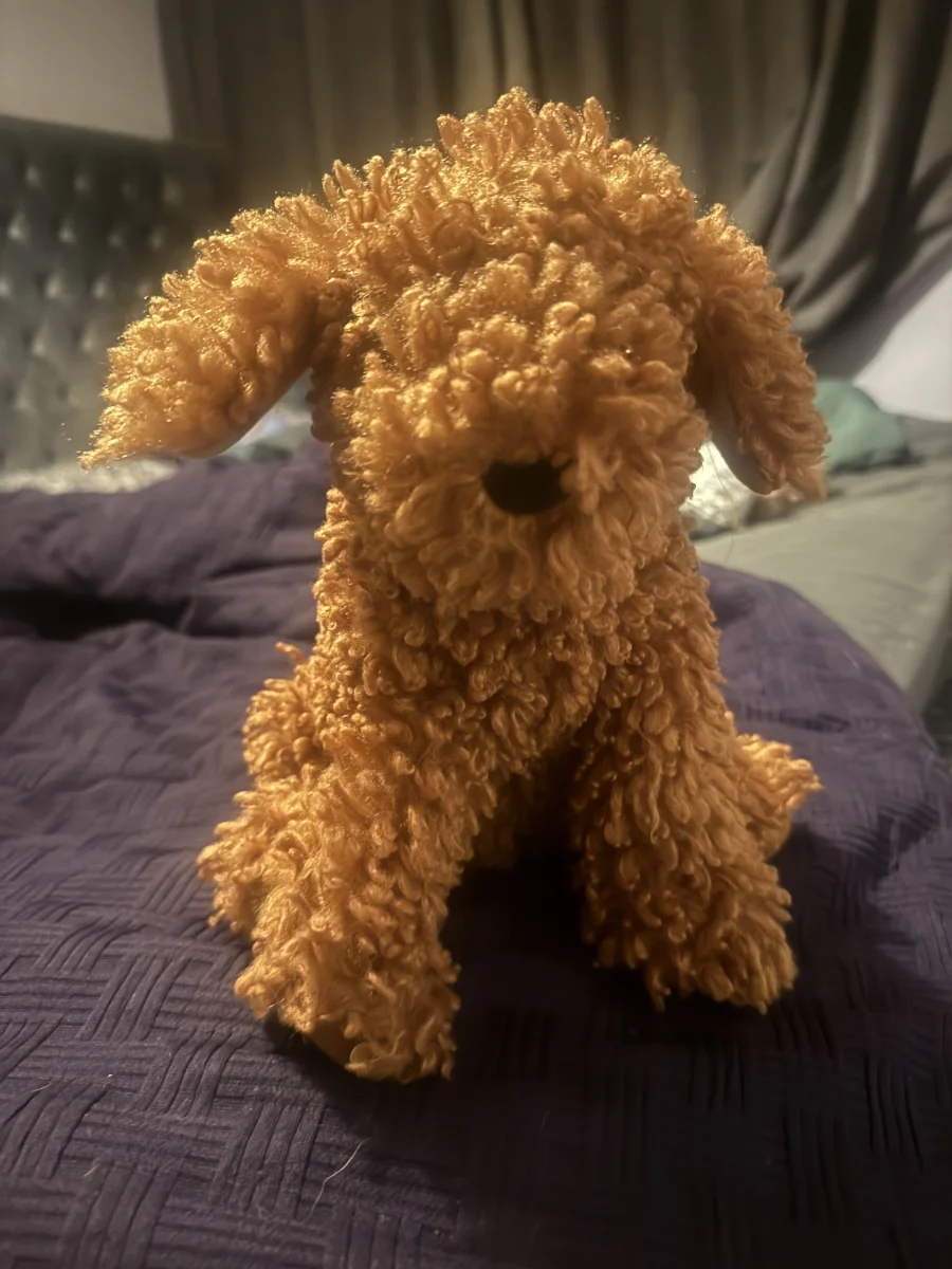 Front - Cooper Doodle Dog photo by Stilley