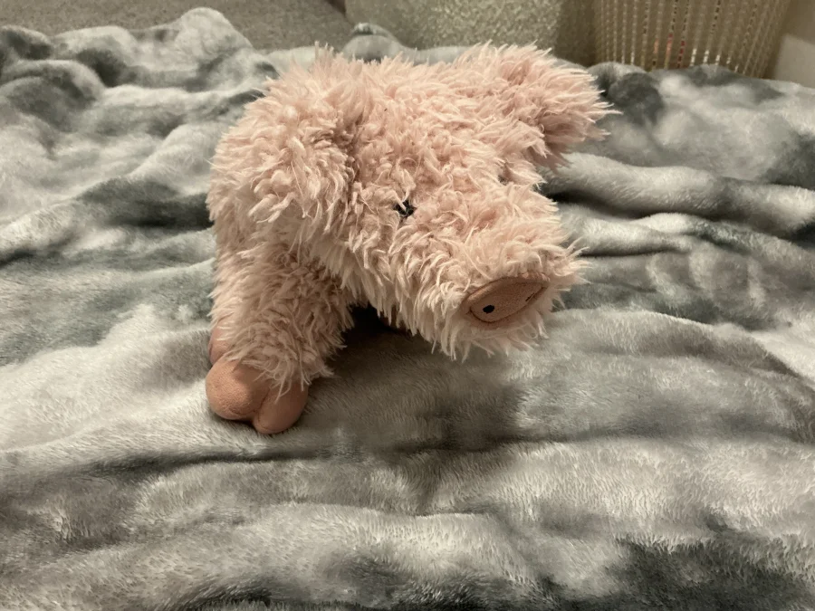 Front - Curvie Pig photo by mills_14