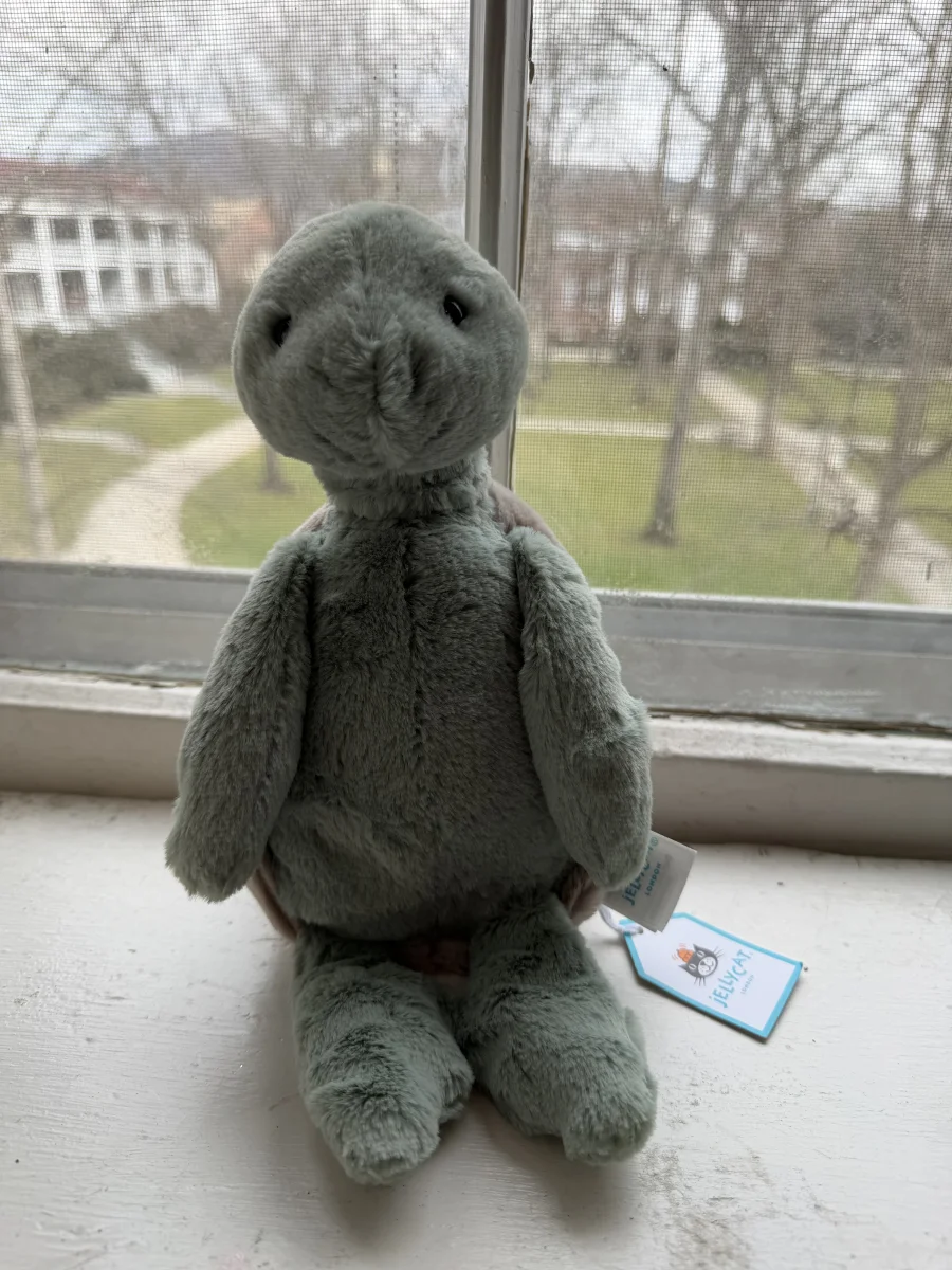 Front - Bashful Turtle photo by katsjellies