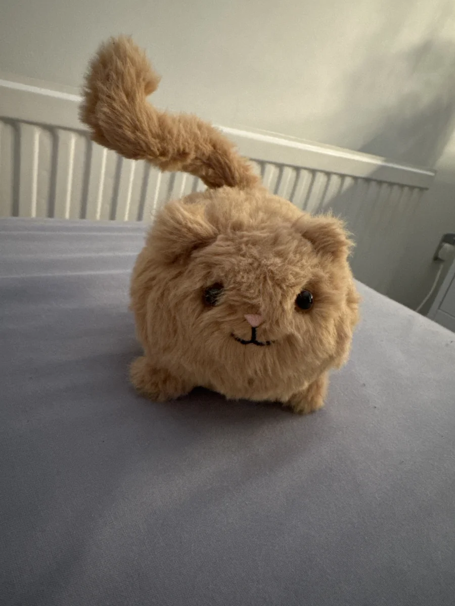Front - Kitten Caboodle - Ginger photo by TD