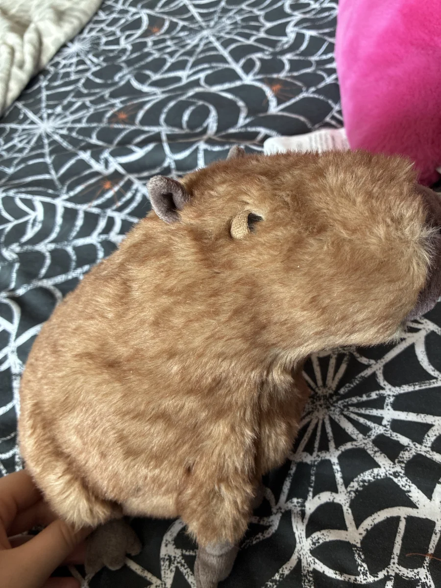 Side - Clyde Capybara photo by Brooke__bridger
