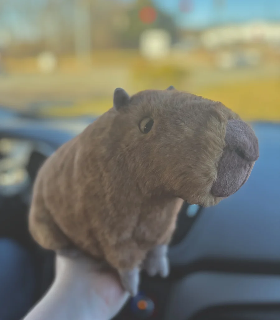 Side - Clyde Capybara photo by kaleighsjellies