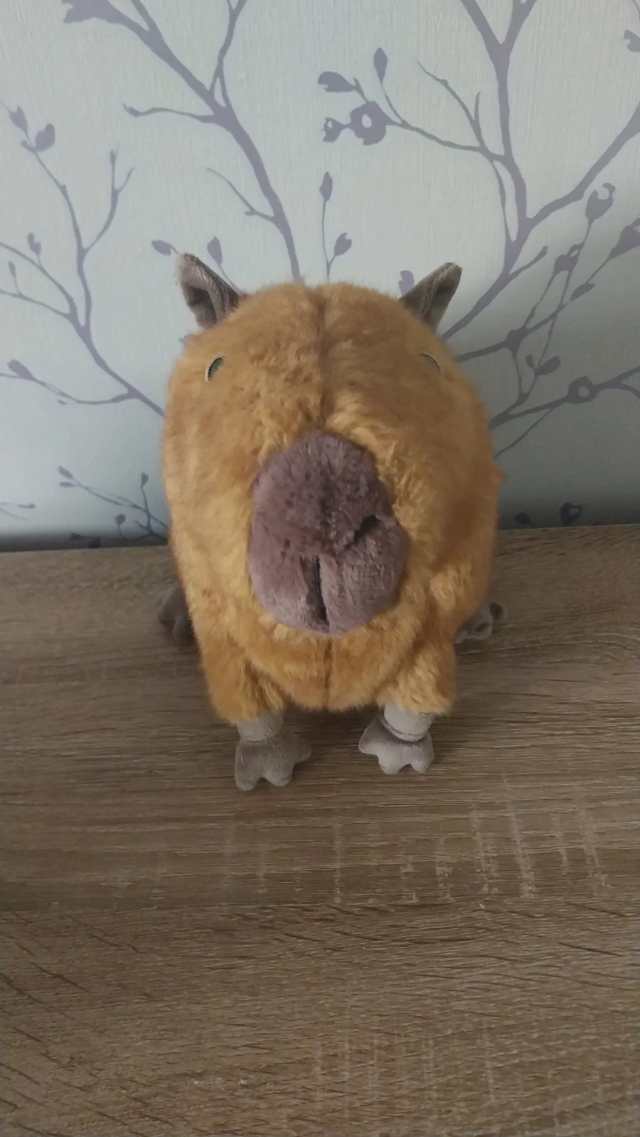 Front - Clyde Capybara photo by Hope_Collectablez