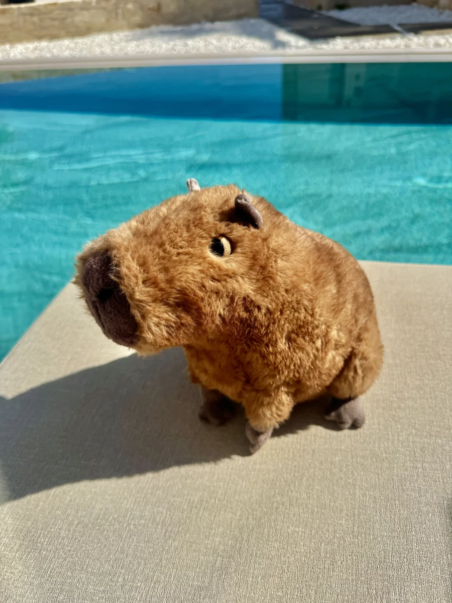 Side - Clyde Capybara photo by meggarrod