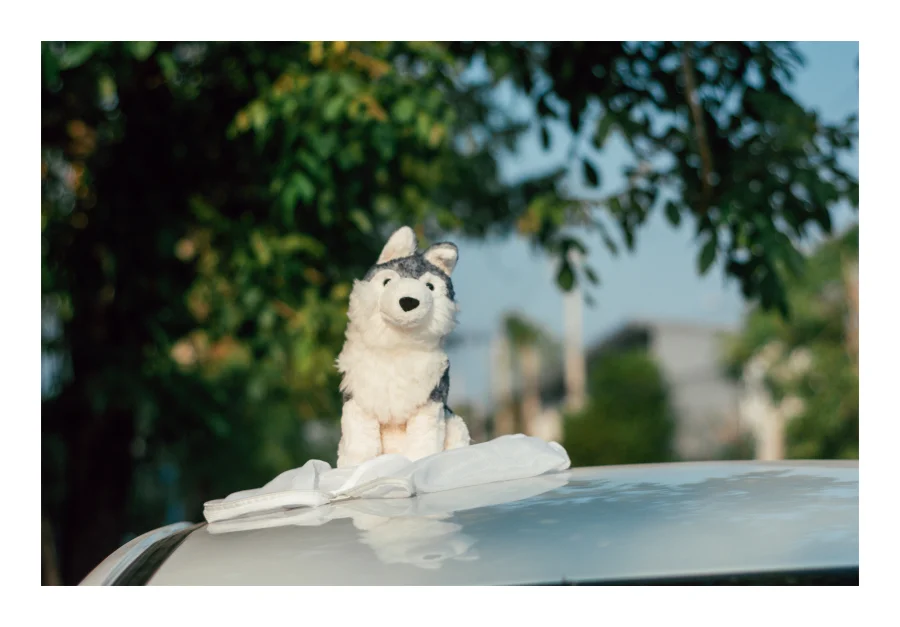 Front - Jackson Husky photo by bonbon5669