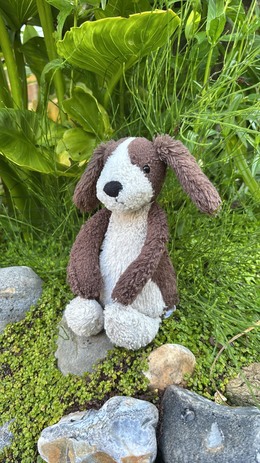Front - Bashful Fudge Puppy - Medium photo by Jelly_Journey